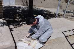 اجرای طرح پایش بیماری آنگارا در واحدهای مرغ تخمگذار در شهرستان طرقبه شاندیز
